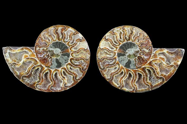Cut & Polished Ammonite Fossil - Crystal Chambers #103084